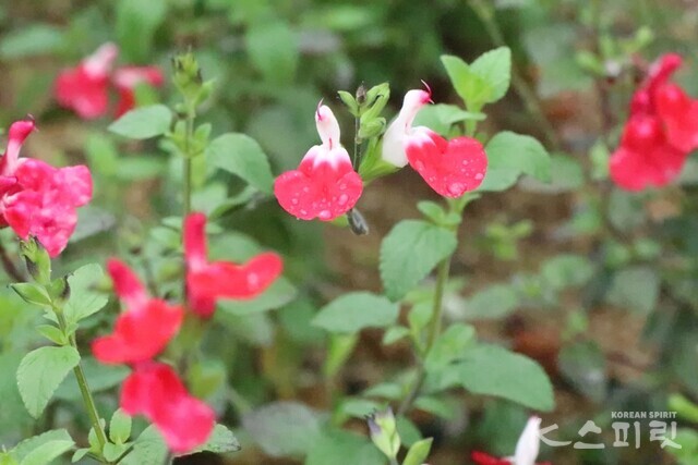 야생허브 체리세이지도 체험관 한 켠을 장식했다. 사진 강나리 기자.