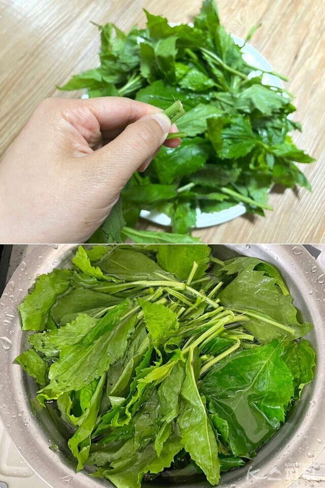 취나물은 식초 1숟갈을 넣은 물에 10분 정도 담근 후 흐르는 물에 2번 헹궈 잔류농약을 제거한다. 사진 백연지 시민기자.