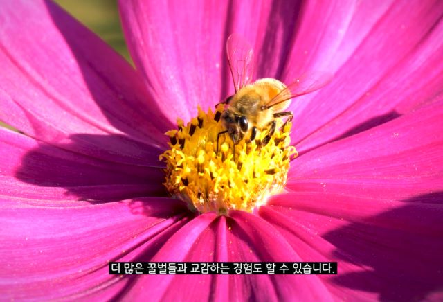 5월 20일 '세계 벌의 날'을 맞아 배우 김효진과 '한국 알림이' 서경덕 성신여대 교수가 다국어로 제작한 영상 '꿀벌을 위하여'를 국내외에 공개했다. 사진 서경덕 교수실
