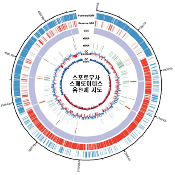 자생 아세토젠 미생물(스포로무사 스패로이데스) 유전체 지도[이미지 국립생물자원관]