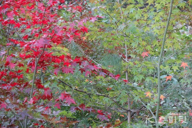 산책길 곳곳에 붉게 물든 단풍과 미처 물들지 못한 단풍잎이 어우러져 있다. 사진 강나리 기자.