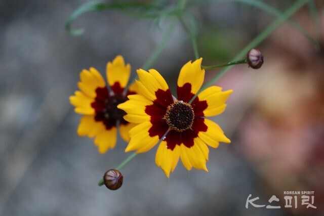선명한 아름다움을 빛내는 기생초. 생명력이 강한 북아메리카 원산의 한 두해살이꽃이다. 사진 강나리 기자.