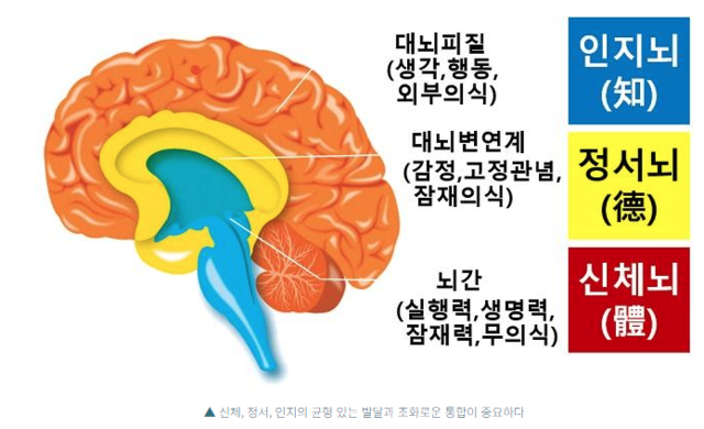 뇌의 삼층구조. 뇌간-대뇌변연계-대뇌피질. 사진 BR뇌교육.