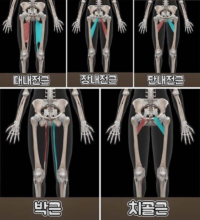 허벅지 안쪽 근육인 내전근은 대내전근, 장내전근, 단내전근, 박근, 치골근 등으로 이루어져 있다. 사진 일지의 브레인TV 갈무리.