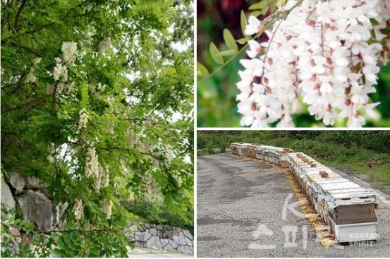 국산 아까시나무와 꽃, 아까시꿀 채집통. 학명은 Robinia pseudoacacia. 사진 천모산유기영농조합 제공.