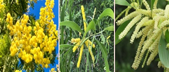 아카시아나무 3종(왼쪽부터 학명 Acacia dealbata, Acacia auriculiformis, Acacia mangium). 3종의 아카시아 모두 베트남에 자생하며 꿀 생산이 가능하다. 사진 농촌진흥청.