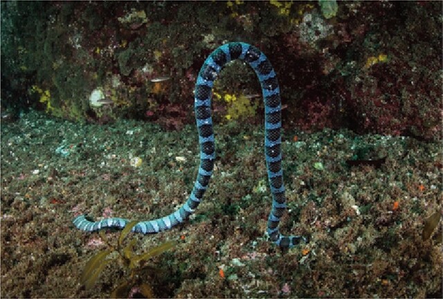 화보집 내지_넓은띠큰바다뱀. 이미지 국립공원공단.
