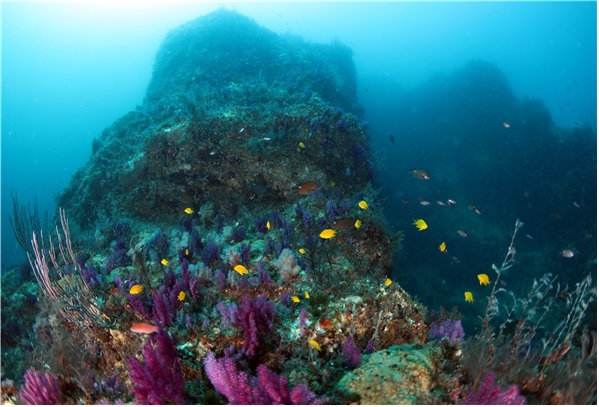 노랑자리돔과 산호충류 수중경관. 이미지 국립공원공단.