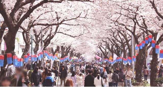 제주 '전농로 왕벚꽃 축제'가 3월 22일부터 24일 열린다. 사진 축제 공식누리집 갈무리.