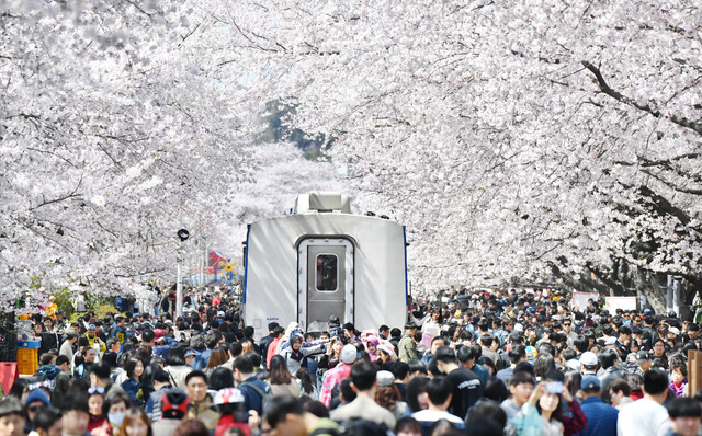 우리나라 대표 벚꽃축제 '진해 군항제'가 3월 23일부터 4월 1일 개최된다. 사진 축제 공식누리집 갈무리.