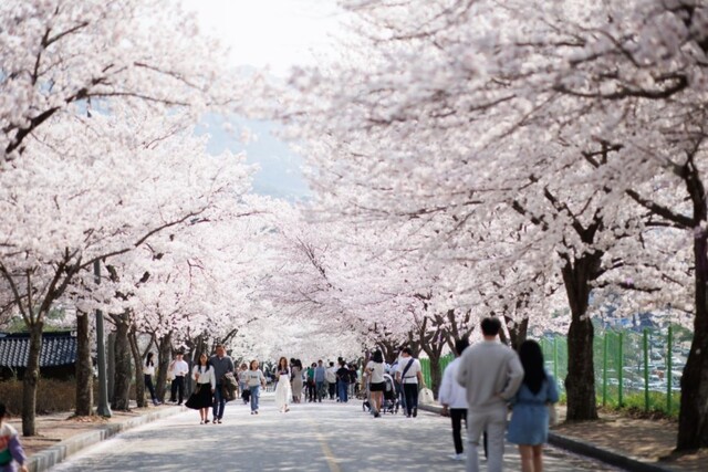 고창 벚꽃축제가 3월 29일부터 3월 31일까지 벚꽃터널 명소 고창읍 석정지구에서 열린다. 사진 대한민국 구석구석 누리집 갈무리.