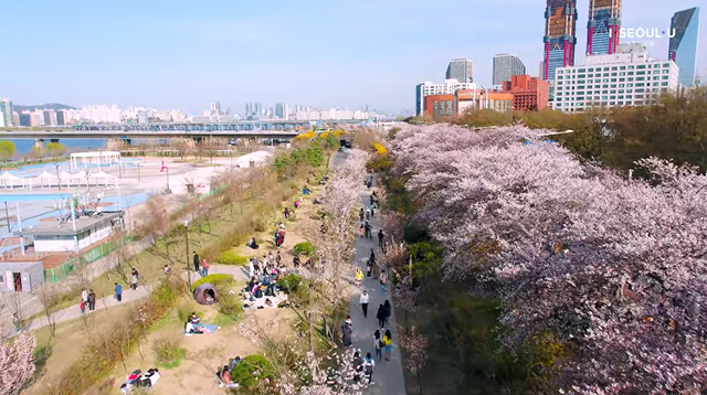 여의도 윤중로 벚꽃축제가 3월 29일부터 4월 2일 열린다. 사진 축제 홍보영상 갈무리.