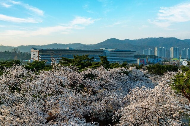 '렛츠런파크 서울 벚꽃축제-벚꽃야경'이 3월 29일부터 4월 21일 열린다. 사진 렛츠런파크 인스타그램 갈무리.