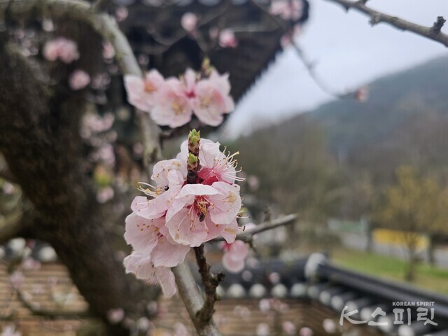 전남 광주 무등산 사찰 '문빈정사'에 만개한 분홍빛 벚꽃. 사진 오소후 시인.