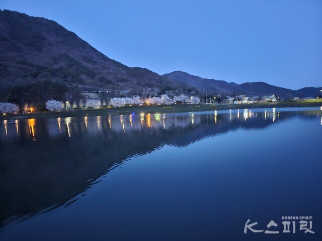 어스름한 저녁 전남 화순 동구리 호수공원 일대 벚꽃 전경. 사진 오소후 시인.