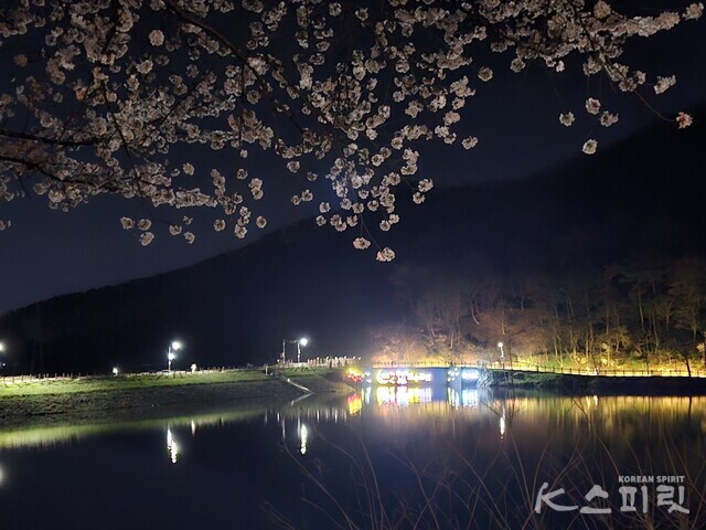 전남 화순 동구리 호수공원 밤 벚꽃 풍경. 사진 오소후 시인.