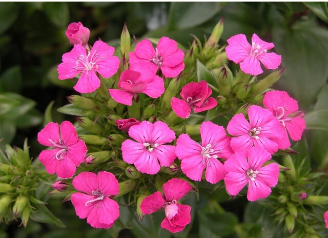 갯패랭이꽃. 이미지 국립생물자원관.