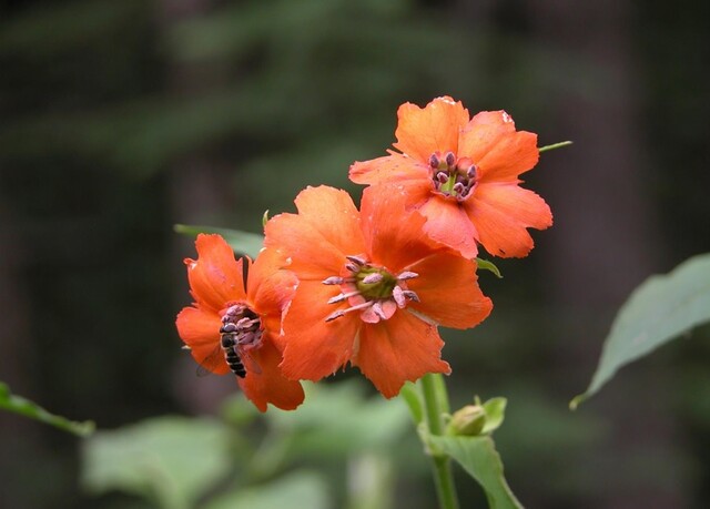 동자꽃. 이미지 국립생물자원관.