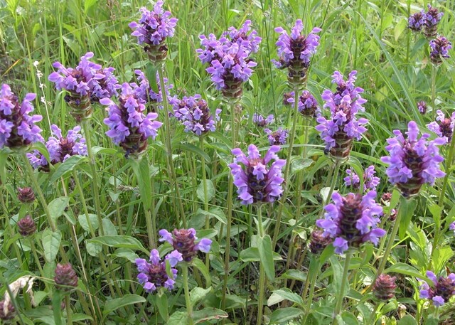 꿀풀. 이미지 국립생물자원관.