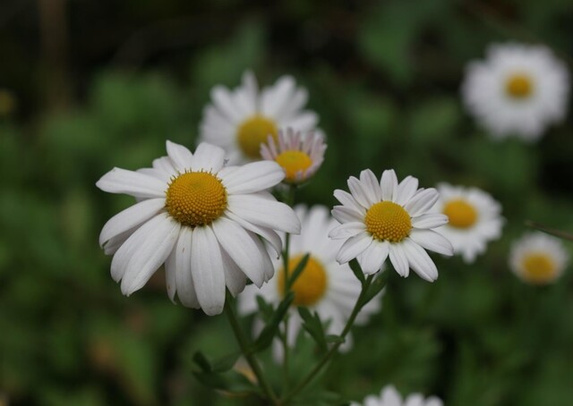 구절초. 이미지 국립생물자원관.