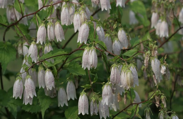 섬초롱꽃. 이미지 국립생물자원관.