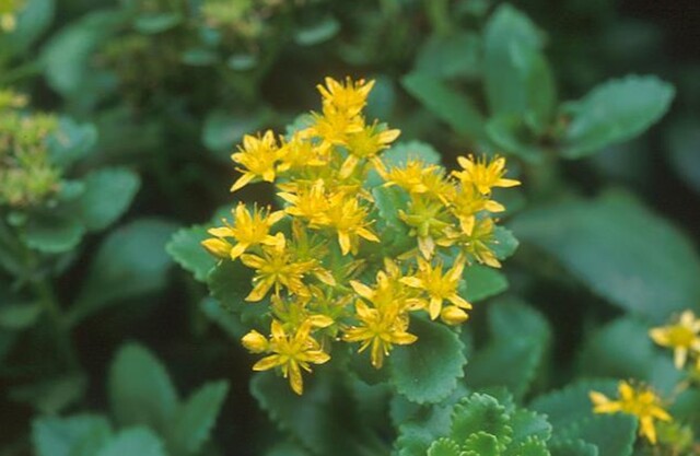 섬기린초. 이미지 국립생물자원관.