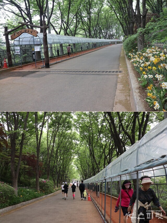 (위) 안산 황톳길 시작점. 화단을 중심으로 오른쪽에 반려견 산책길, 왼쪽에 도보길, 러닝길, 황톳길이 조성되었다. (아래) 되돌아오는 길 키 큰 나무들이 아치를 이룬 모습. 사진 강나리 기자.