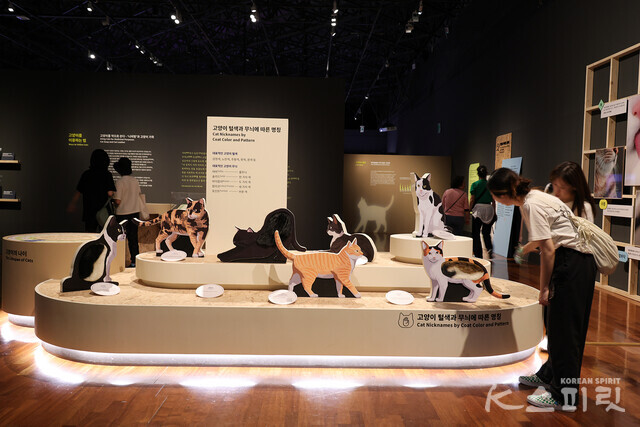 국립민속박물관은 8월 18일(일)까지 기획전시실에서 《요물, 우리를 홀린 고양이》 특별전을 개최한다 [사진 김경아 기자]