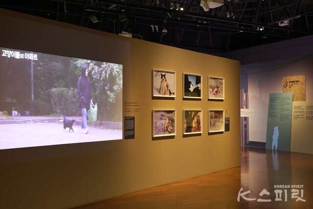 (왼쪽 영상) 영화 '고양이들의 아파트' 예고편, 개봉 2022. 3. 17, 다큐멘터리, 88분, 정재은 감독 [사진 김경아 기자]