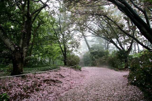 산림청이 선정한 '2024 꼭 가봐야 할 수목원 10선' 중 충남 태안의 천리포수목원. 사진 천리포수목원 홈페이지 갈무리.