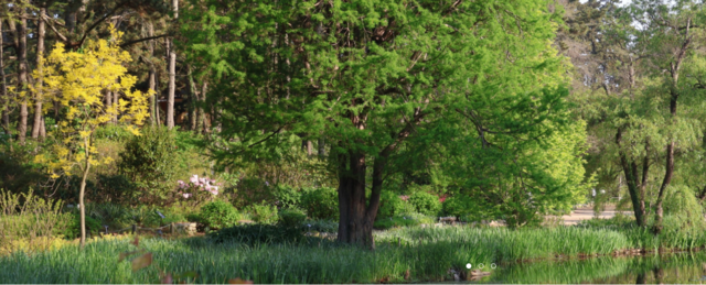 숲과 바다가 어우러진 서해안의 숨은 보석 충남 태안 천리포수목원. 사진 공식누리집 갈무리.