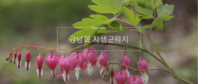 전국 최대규모 금낭화 자생지인 대아수목원. 사진 공식누리집 갈무리.