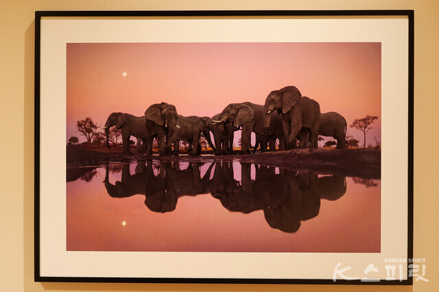 거인들의 황혼, 보츠와나, 1989 [사진 김경아 기자]