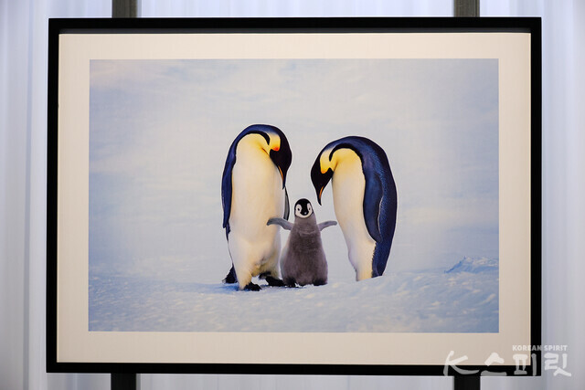 황제 가족, 남극, 1995 [사진 김경아 기자]