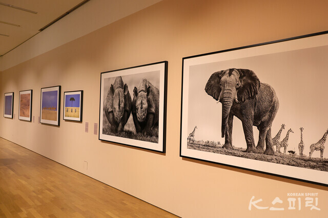 (맨 오른쪽 작품) 온순한 거인, 나미비아, 2009 [사진 김경아 기자]