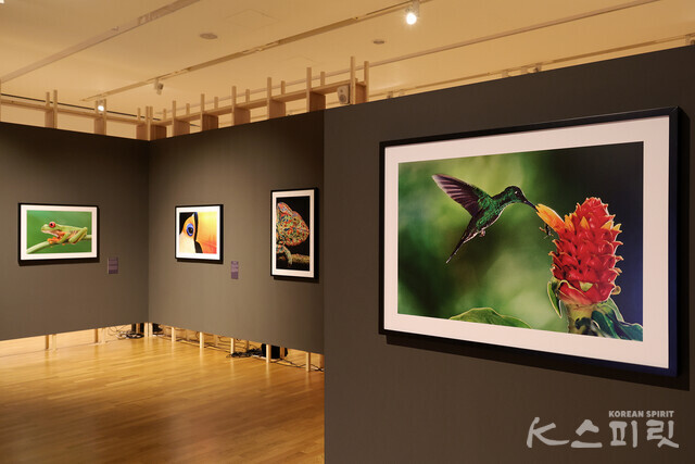 (맨 오른쪽 작품) 벌새와 생강꽃, 코스타리카, 1998 [사진 김경아 기자]