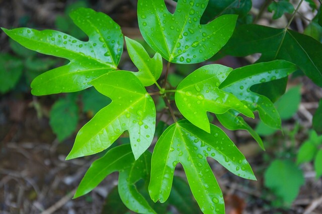 우리나라 제주도와 남해안에 자생하는 황칠나무. 사진 K스피릿 자료.