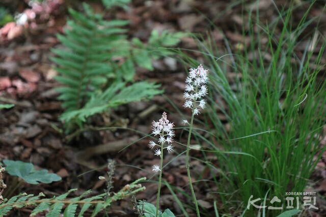 광야숲에 자라는 '매화헐떡이풀'. 사진 강나리 기자.