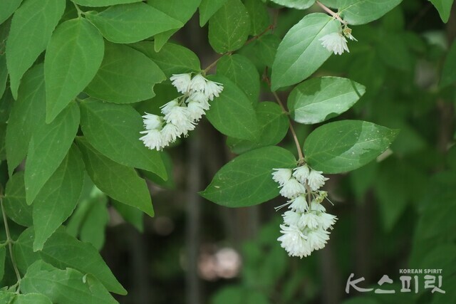 나무 한 가득 눈꽃처럼 피는 만첩빈도리꽃. 사진 강나리 기자.