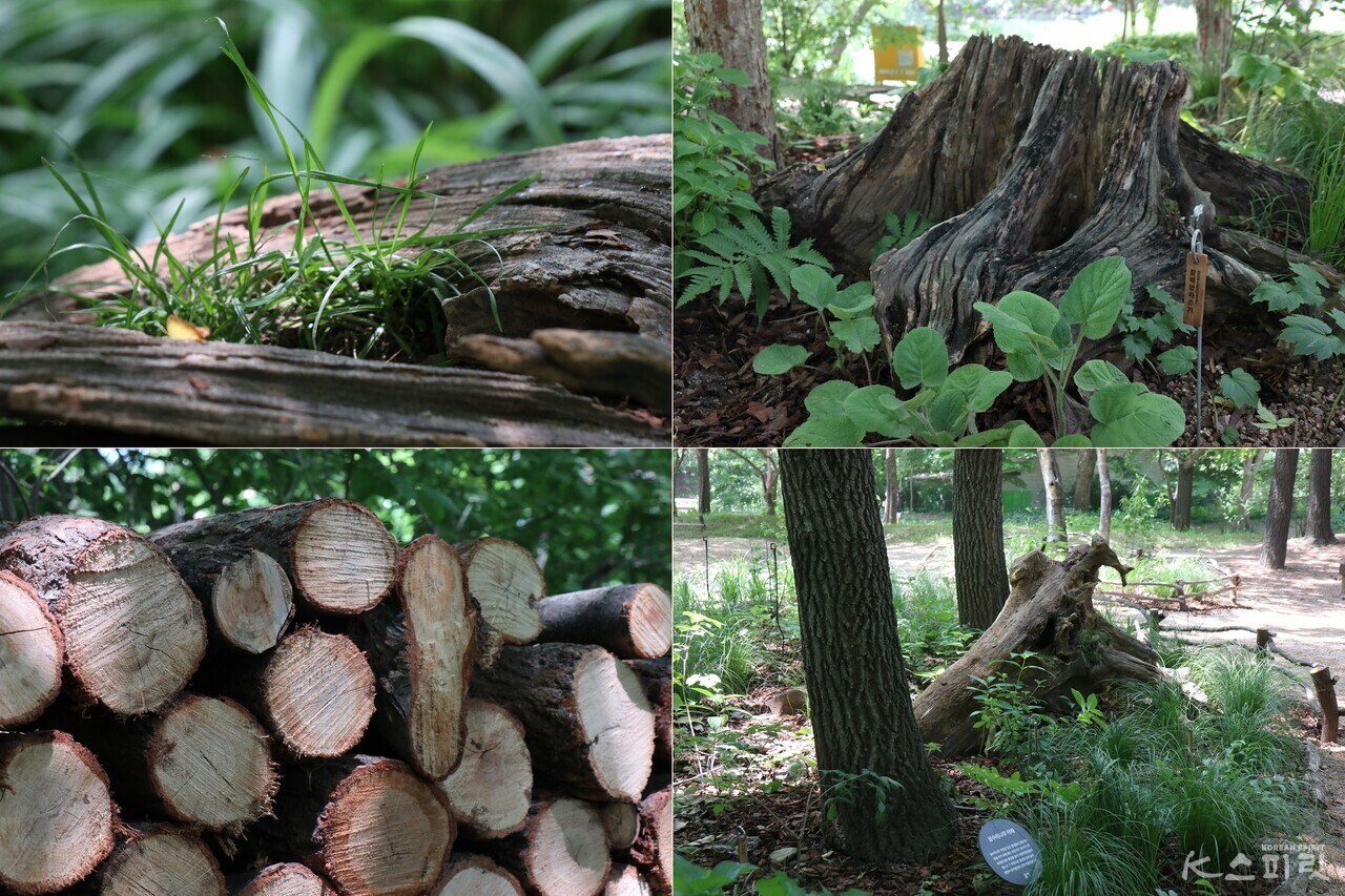 광야 숲에는 다양한 숲 속 생명체들의 소박한 이야기를 담고 있다. 사진 강나리 기자.