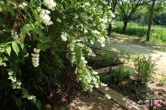 만첩빈도리 나무. 사진 강나리 기자.