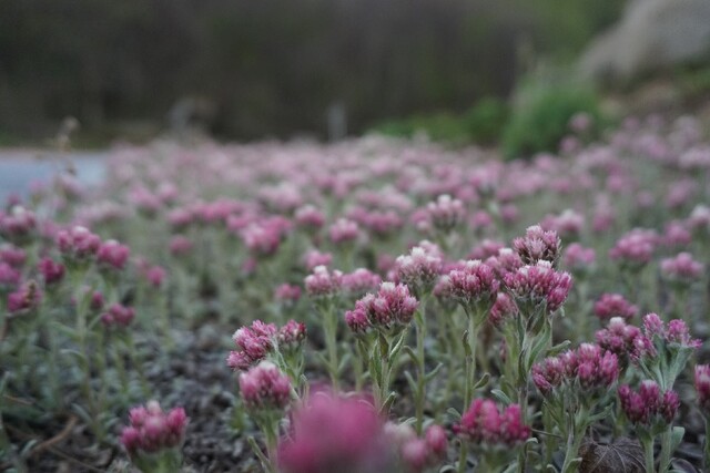 백두산떡쑥. 이미지 국립수목원.