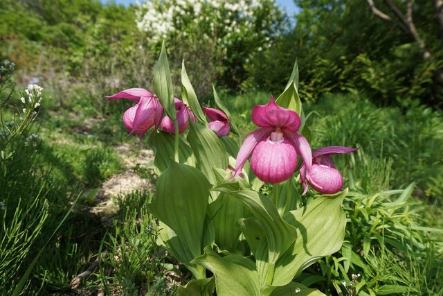 복주머니란. 이미지 국립수목원.