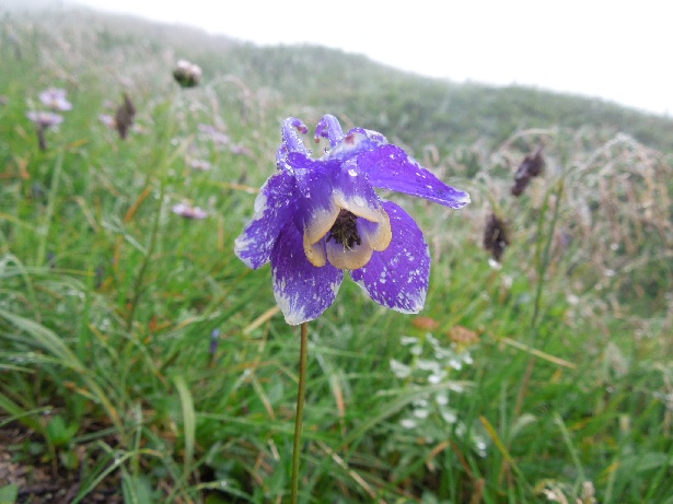 하늘매발톱. 이미지 국립수목원.