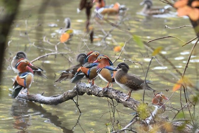천연기념물 원앙. 이미지 국가유산청.
