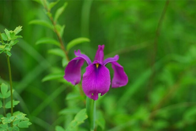 정원 소재 자생식물 '꽃창포'. 사진 정원백과 누리집.