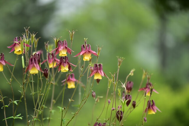 5월 우리의 정원식물 매발톱. 사진 산림청 국립수목원.