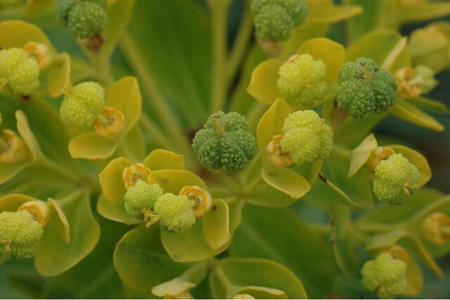 정원소재로 추천된 자생식물 '암대극'. 사진 정원백과 누리집.