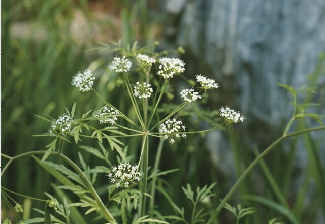 독미나리 사진. 이미지 환경부.