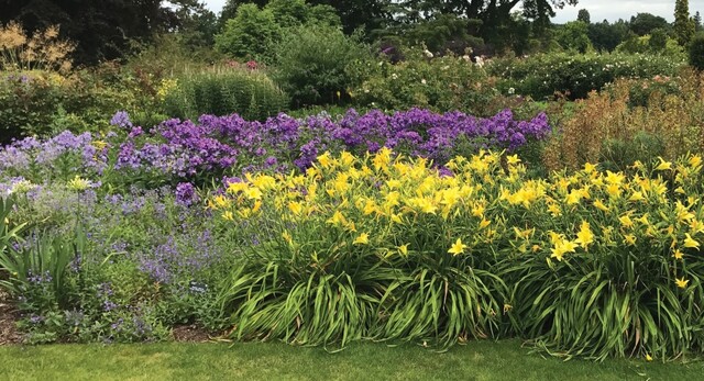 원추리. 이미지 산림청.